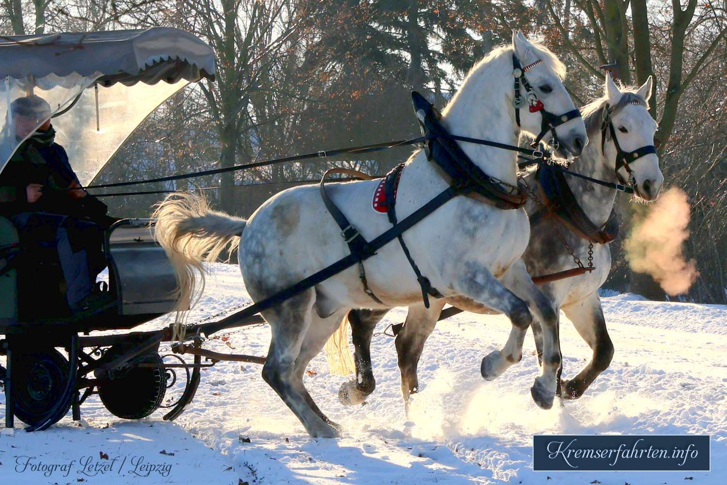 Winterwald Kutschfahrten mit Pferdeschlitten von Brandis nach Naunhof